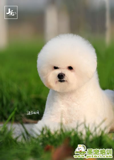 圣宠宠物导师-李博昭-比熊犬美容