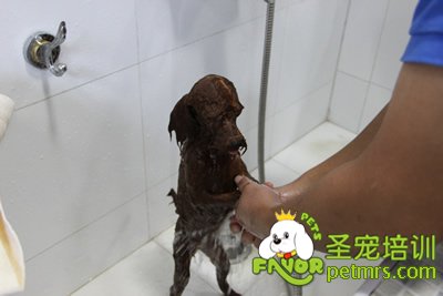 圣宠学员在给狗狗洗澡