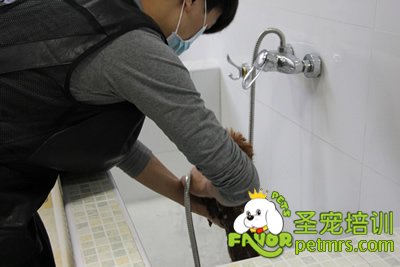 圣宠学员刘志明在给狗狗洗澡