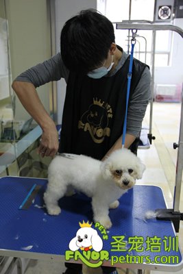 圣宠学员刘志明第一次剪狗