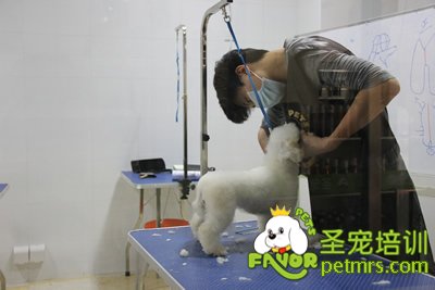 圣宠学员刘志明第一次剪狗