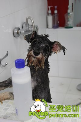 圣宠宠物雪纳瑞实犬课洗澡护理