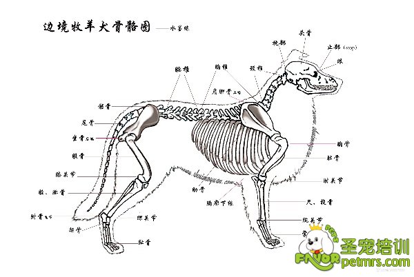 教学边境牧羊犬骨骼分布图图