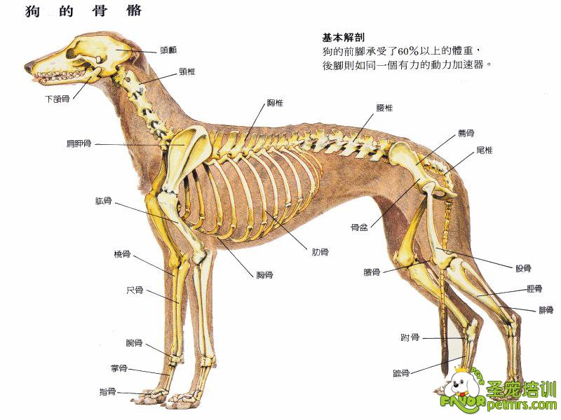 犬只骨骼分布图