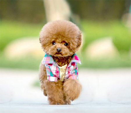 超可爱泰迪犬造型装束