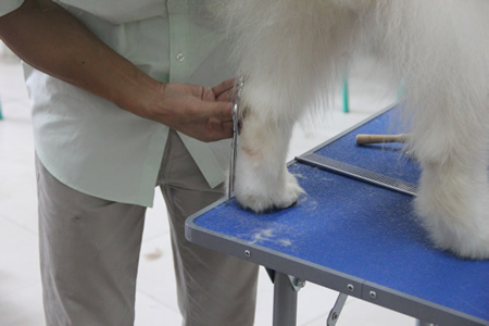 萨摩耶犬脚部的修剪方法讲解