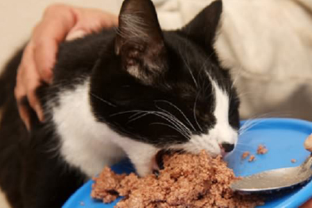 关于猫咪食物需要注意的事项