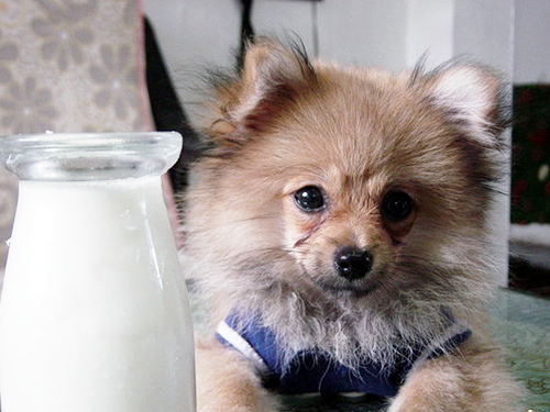 为什么狗狗不可以喝牛奶
