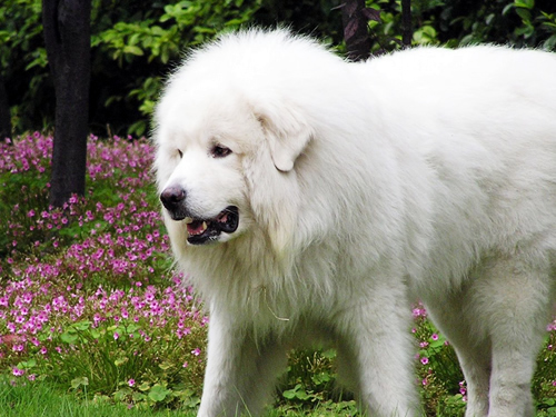宠物美容学校分解大白熊犬的性格特征