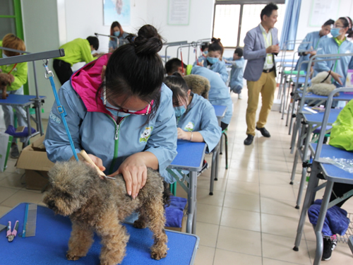圣宠宠物学校46期美容班犬只日常护理实操课